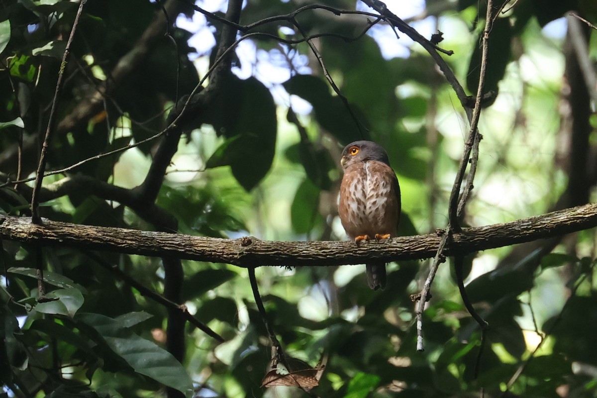 Red-chested Owlet - Charley Hesse TROPICAL BIRDING