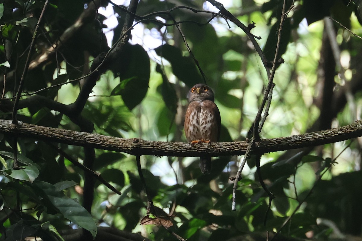 Red-chested Owlet - ML552535881