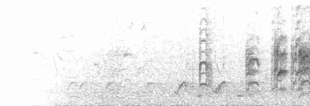  - Black-capped Social-Weaver