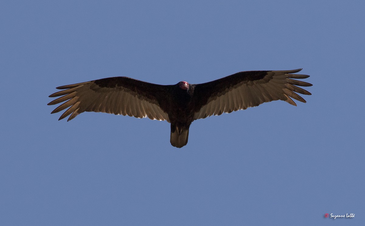 Turkey Vulture - ML55254271