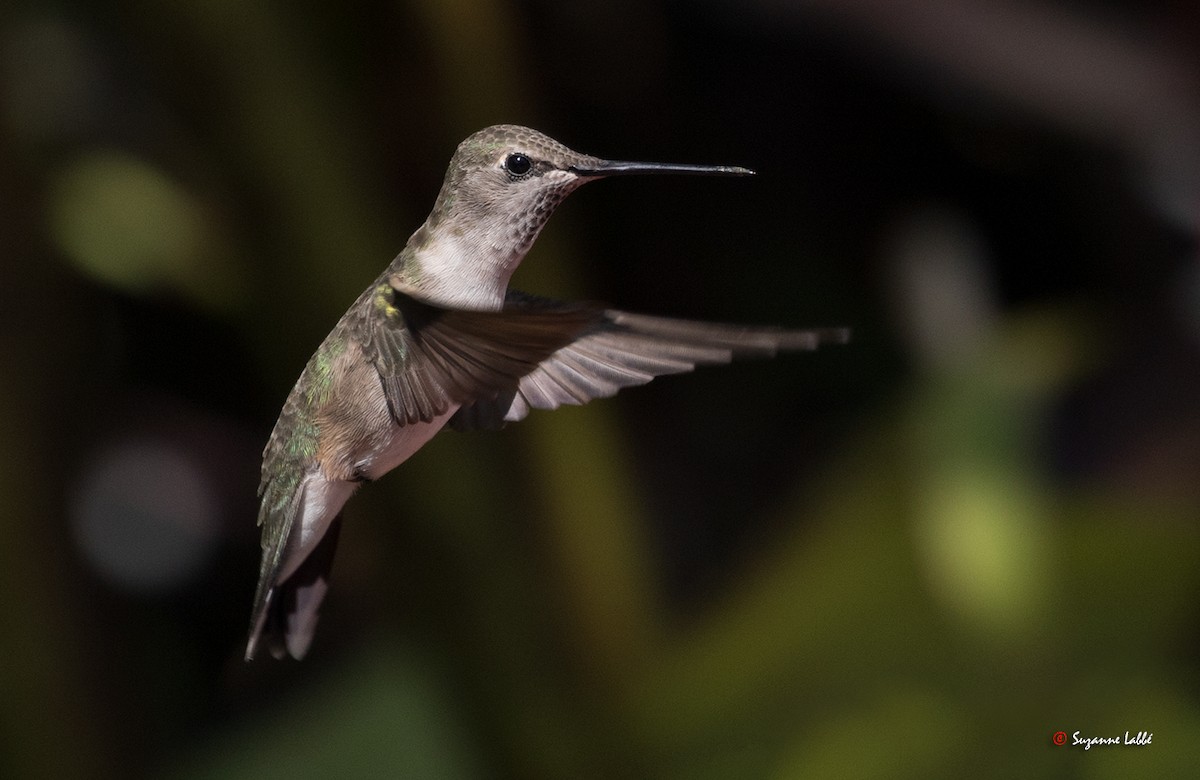 Black-chinned Hummingbird - Suzanne Labbé