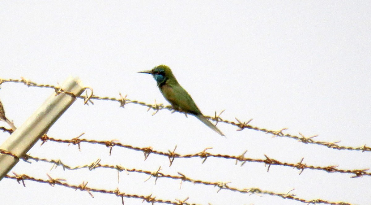 Arabian Green Bee-eater - ML55254351