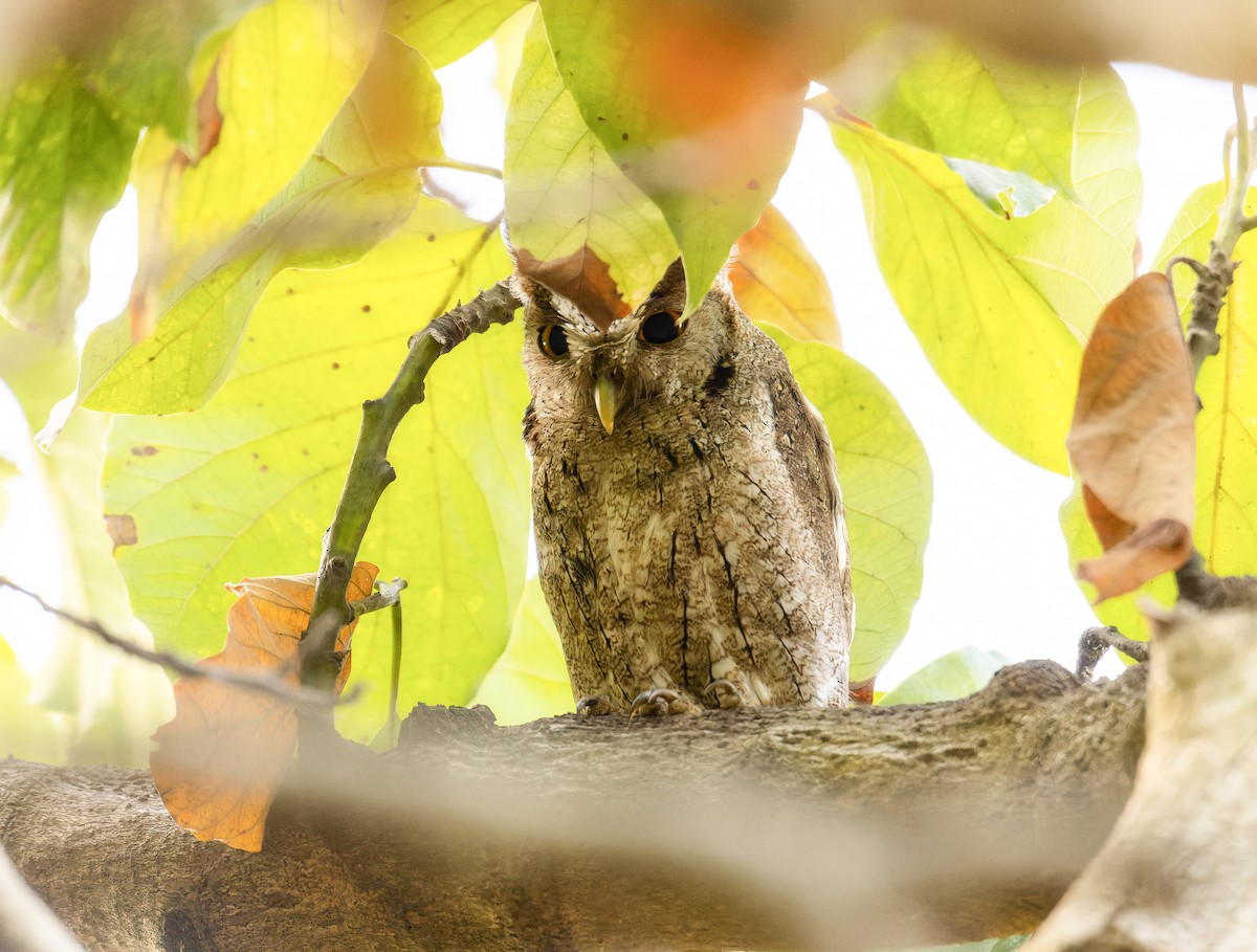 Pacific Screech-Owl (cooperi) - ML552547691
