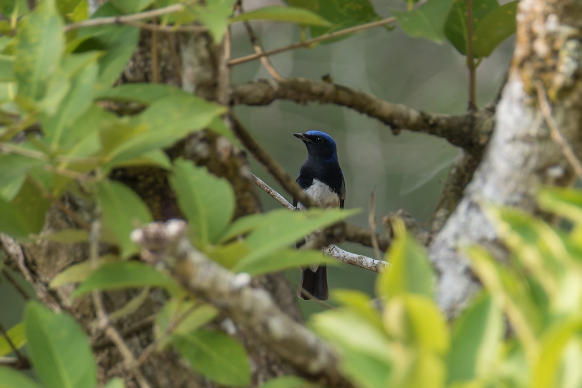 Blue-and-white Flycatcher - ML552550041
