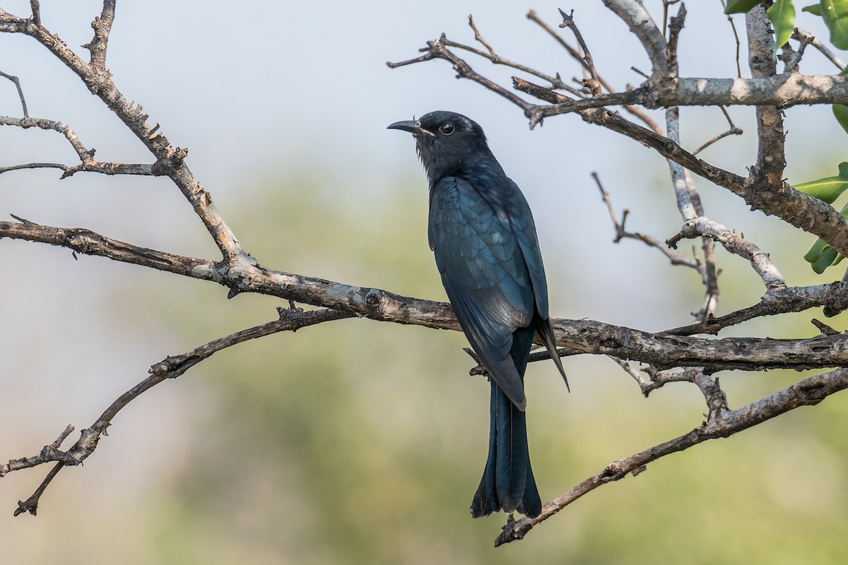 Square-tailed Drongo-Cuckoo - ML552550431