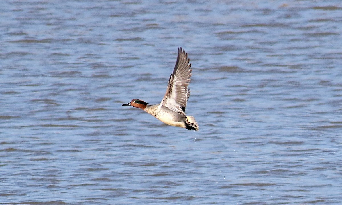 Green-winged Teal - ML552551371