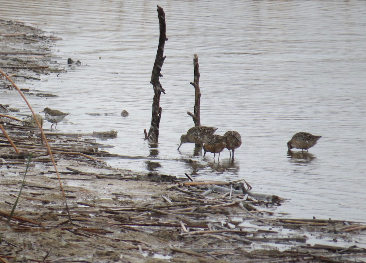 Long-billed Dowitcher - ML55255151