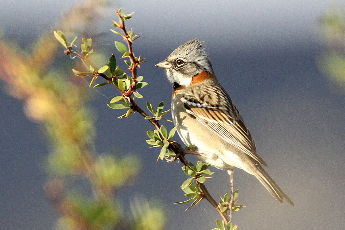 Rufous-collared Sparrow - ML55255331