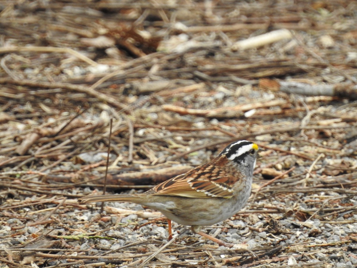 White-throated Sparrow - ML55255781