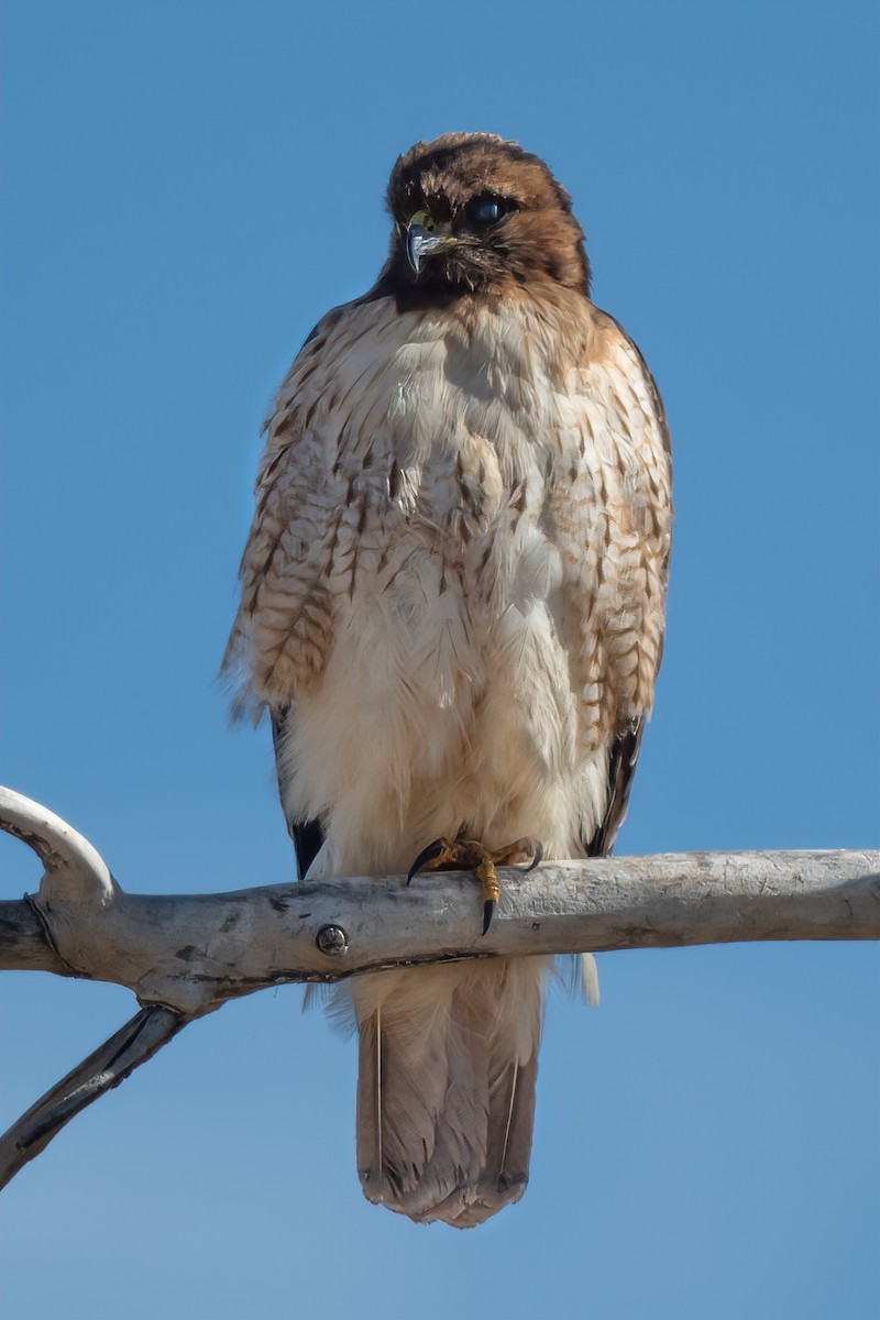 Red-tailed Hawk - ML552560331