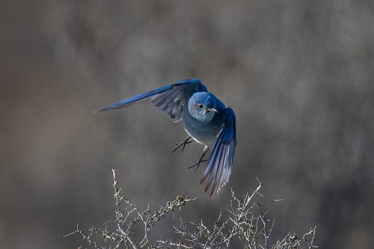 Mountain Bluebird - William Kelley