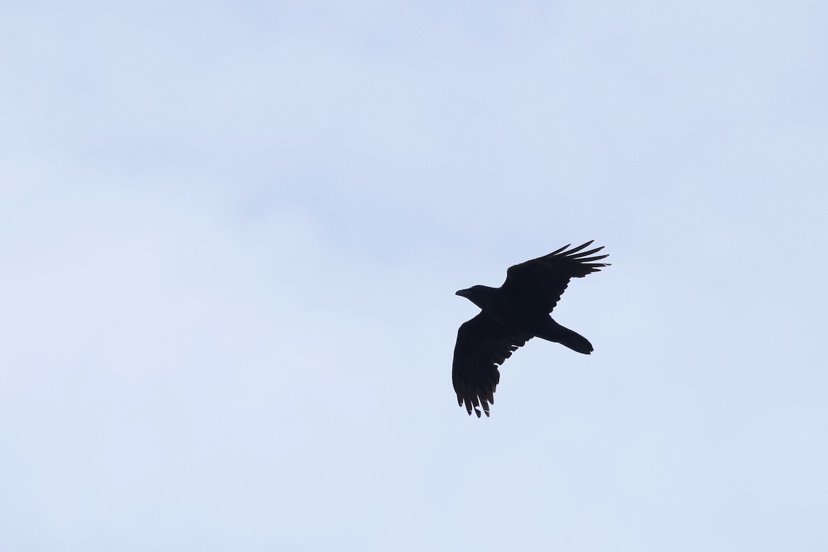 Common Raven - ML552564781