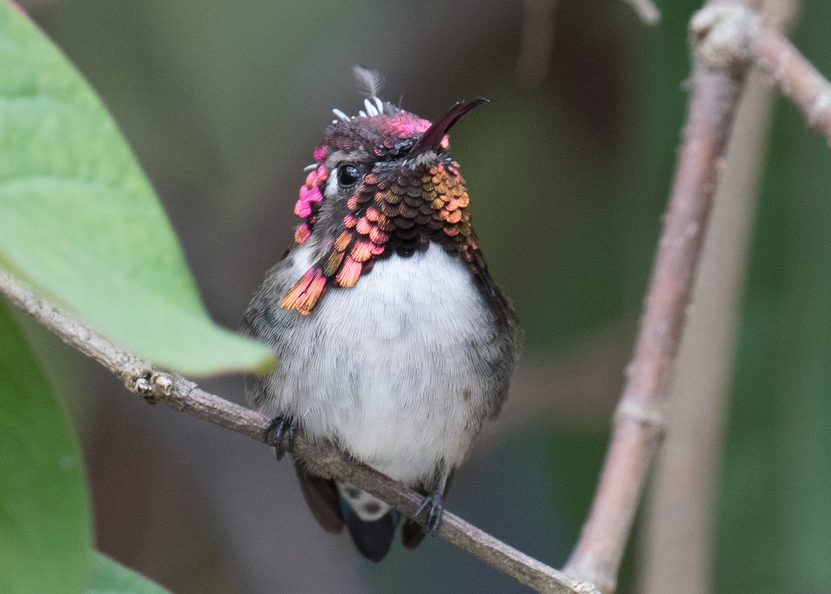 Bee Hummingbird - ML55257641
