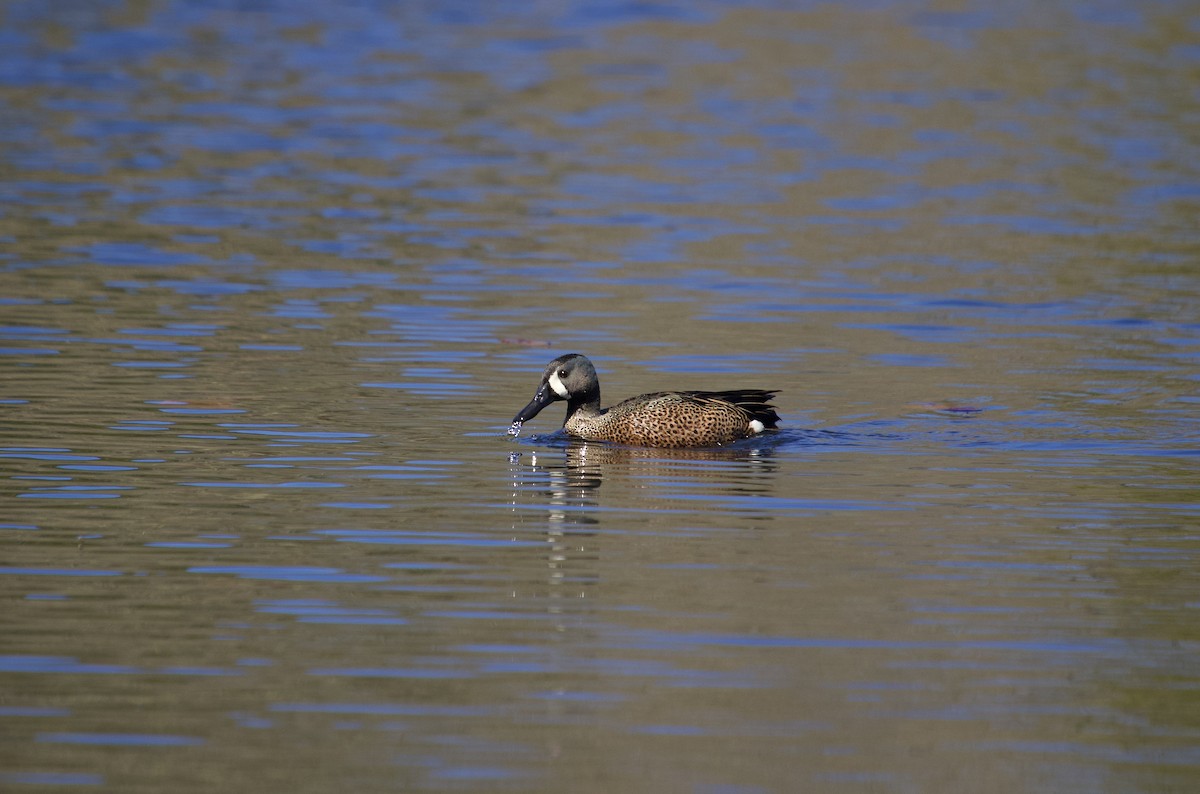 Blue-winged Teal - ML552578161