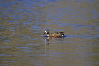 Blue-winged Teal, ML552578161