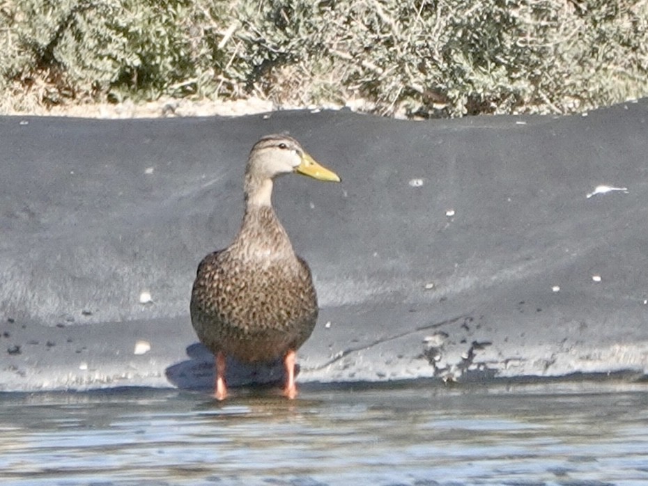 Mexican Duck - ML552582271