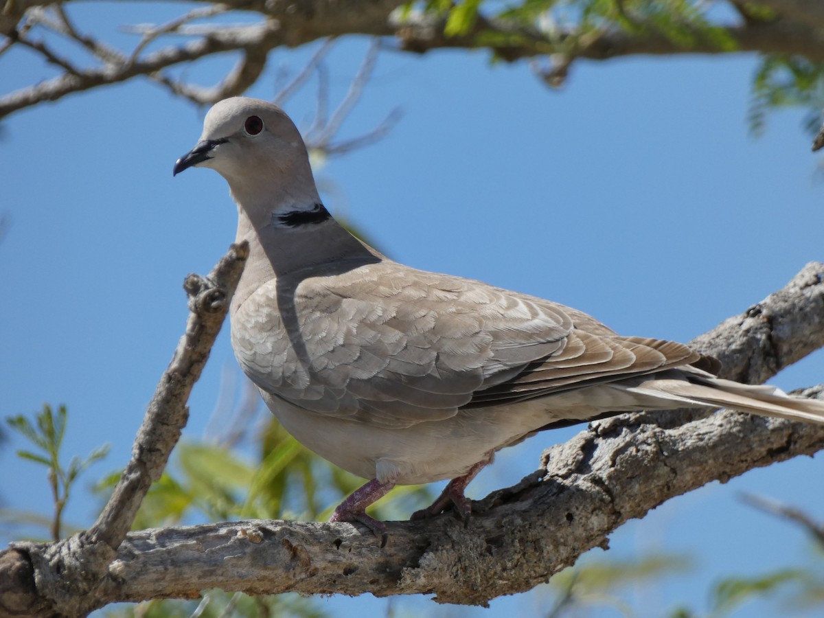 Eurasian Collared-Dove - ML552589221