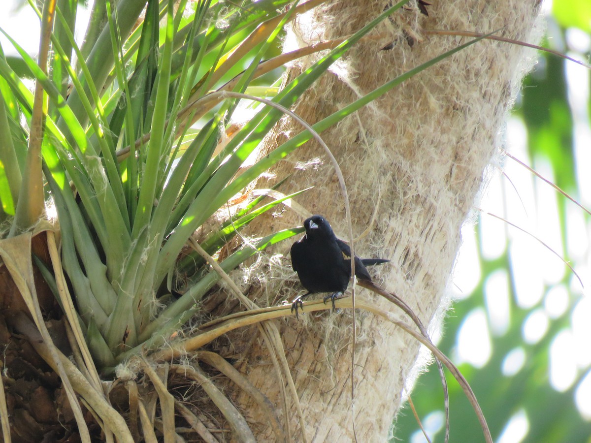 Tawny-shouldered Blackbird - ML55259051