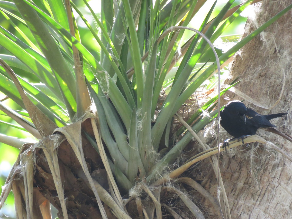 Tawny-shouldered Blackbird - Thomas Hinnebusch