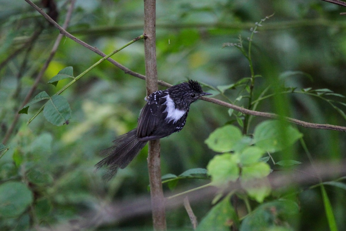 Dusky-tailed Antbird - ML552590951