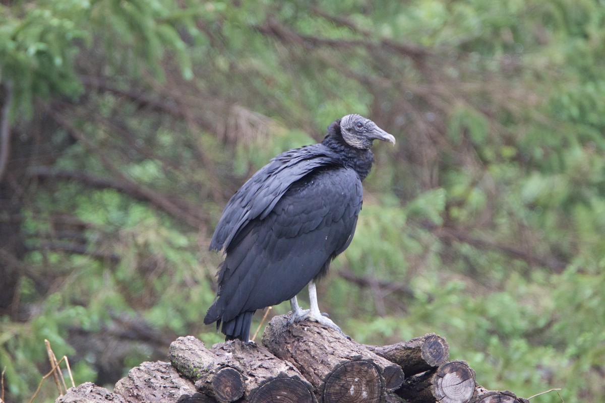 Black Vulture - ML55259281