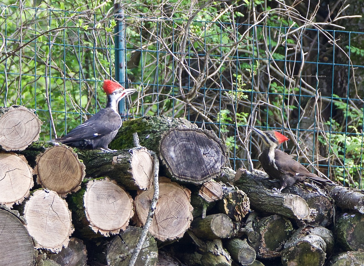 Pileated Woodpecker - ML55259331