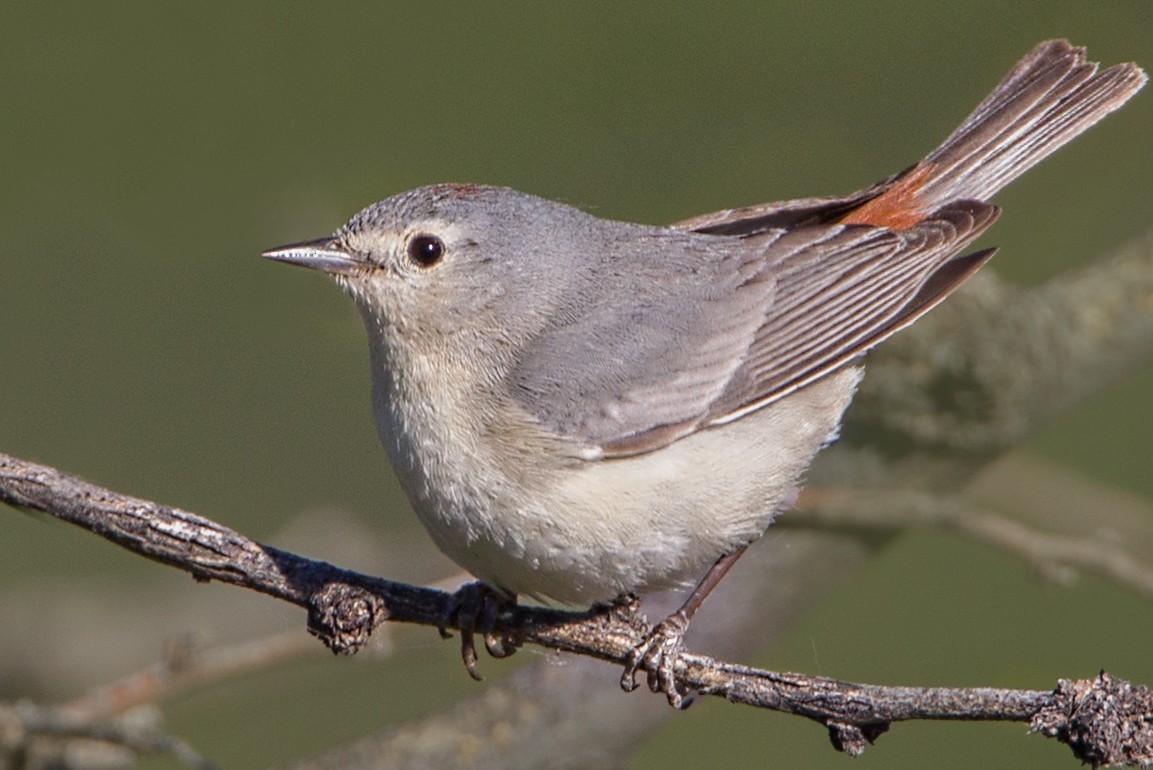 Lucy's Warbler - ML55259341