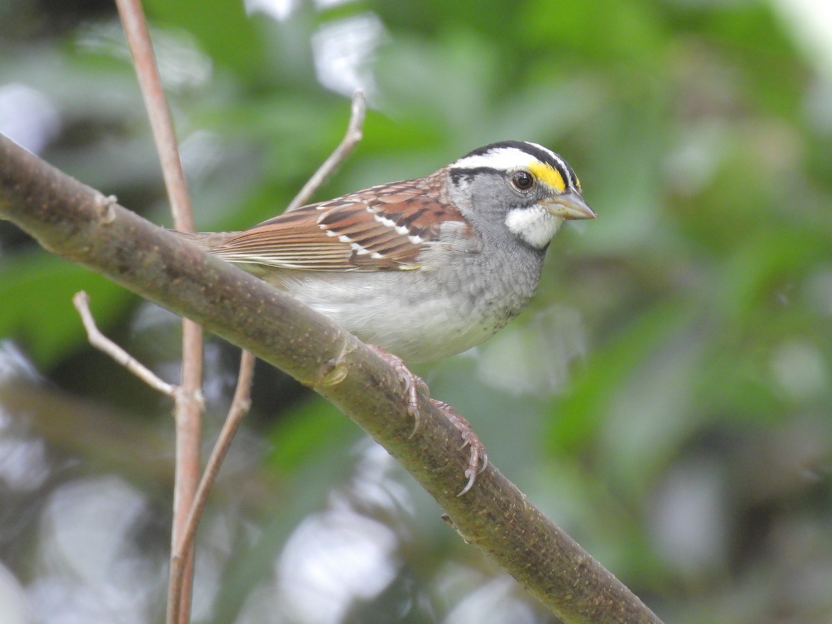 White-throated Sparrow - ML552596361