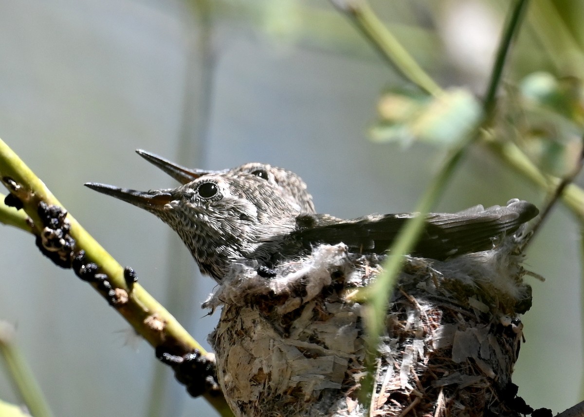 Anna's Hummingbird - ML552596561