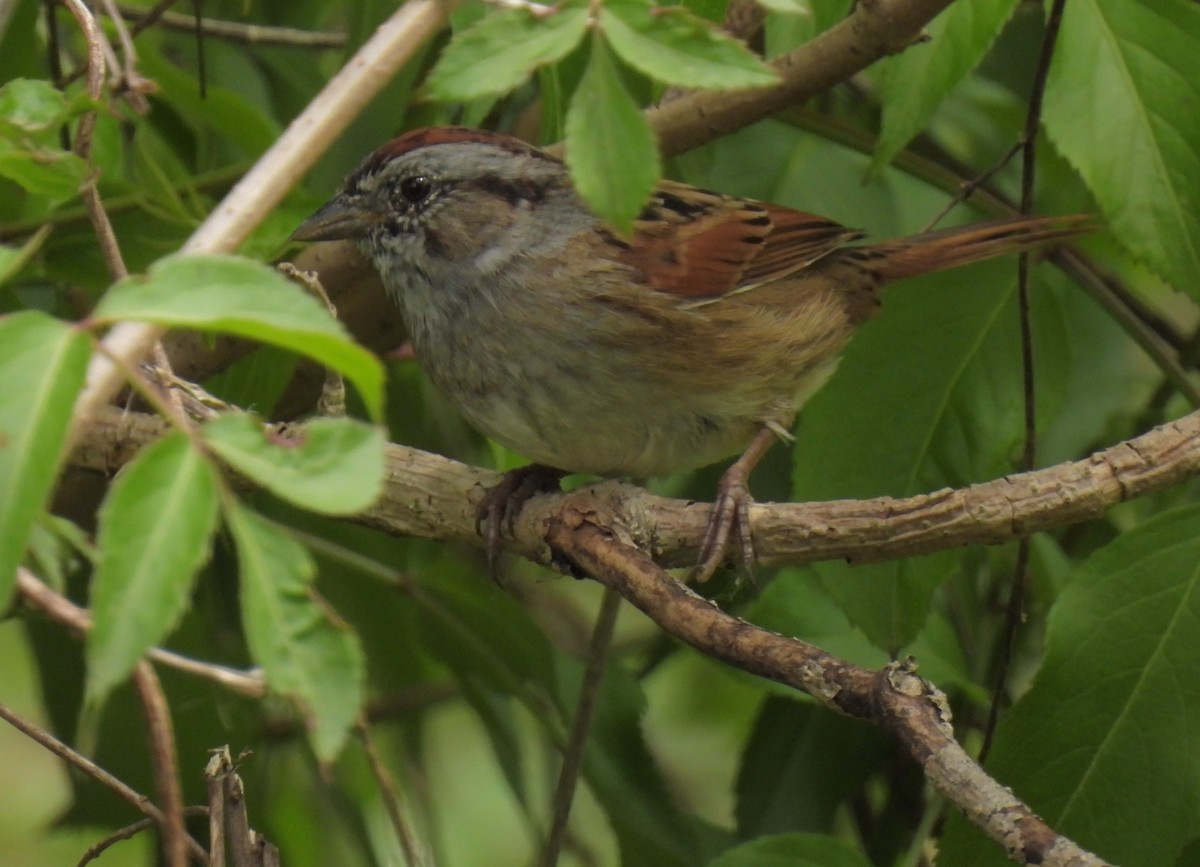 Swamp Sparrow - ML552596751