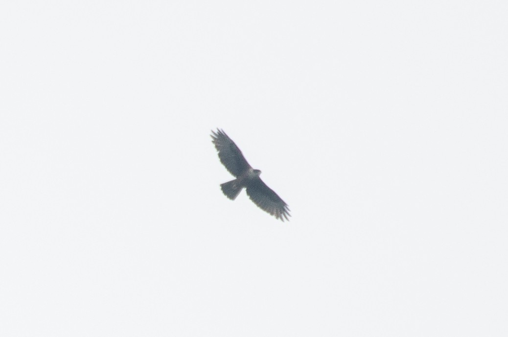 Rufous-bellied Eagle - ML552597041