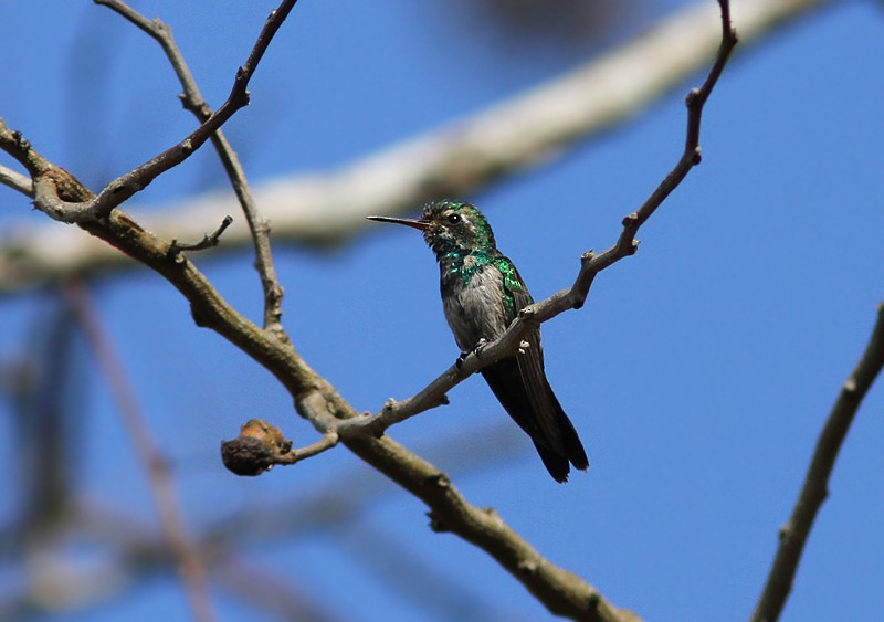 kolibřík Canivetův (ssp. canivetii) - ML55259761