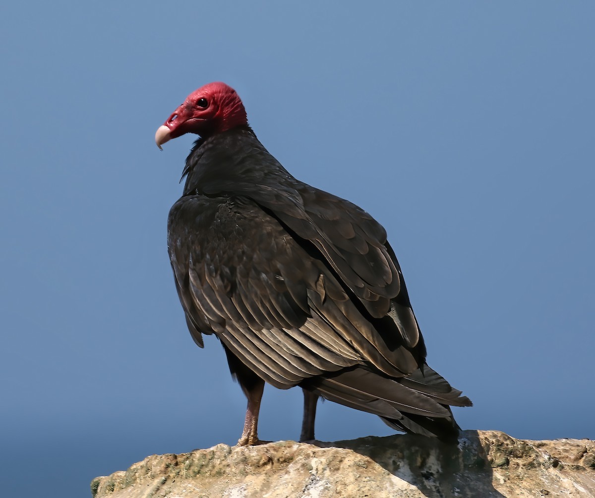 Turkey Vulture (South Temperate) - Joelle Buffa Clyde Morris