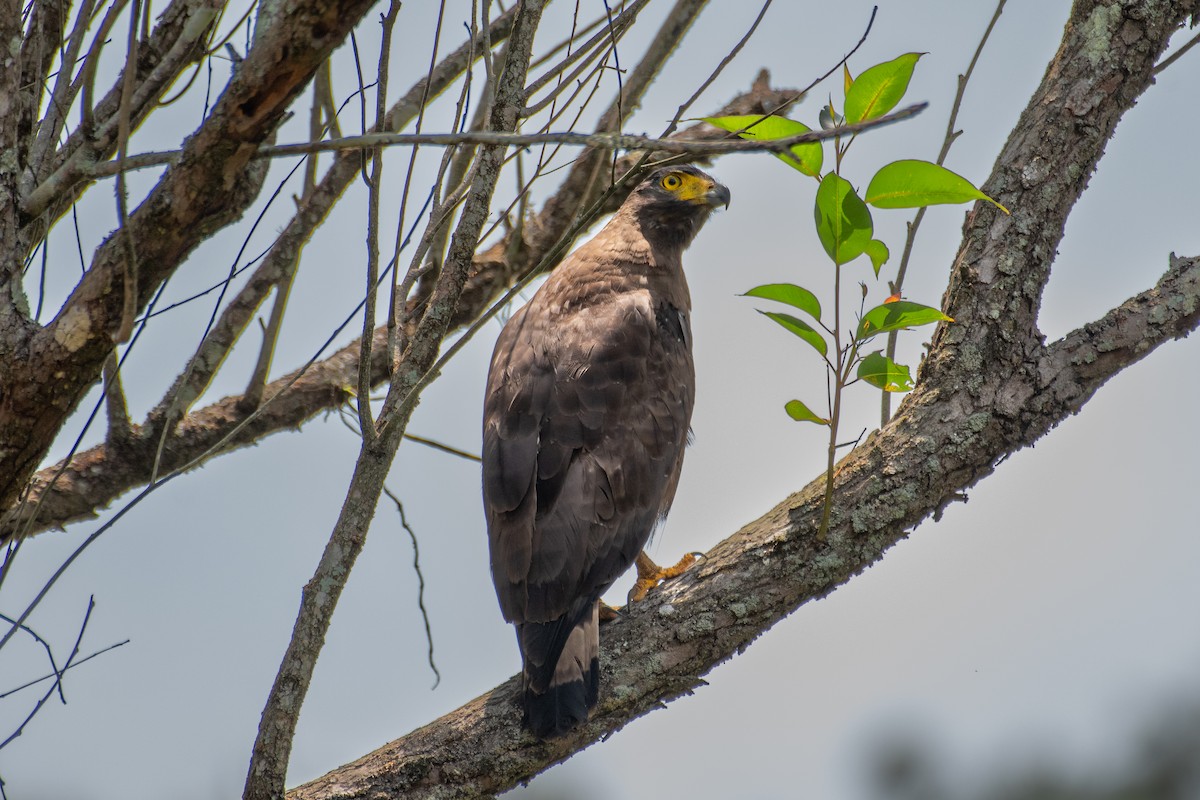 Crested Serpent-Eagle - ML552598051