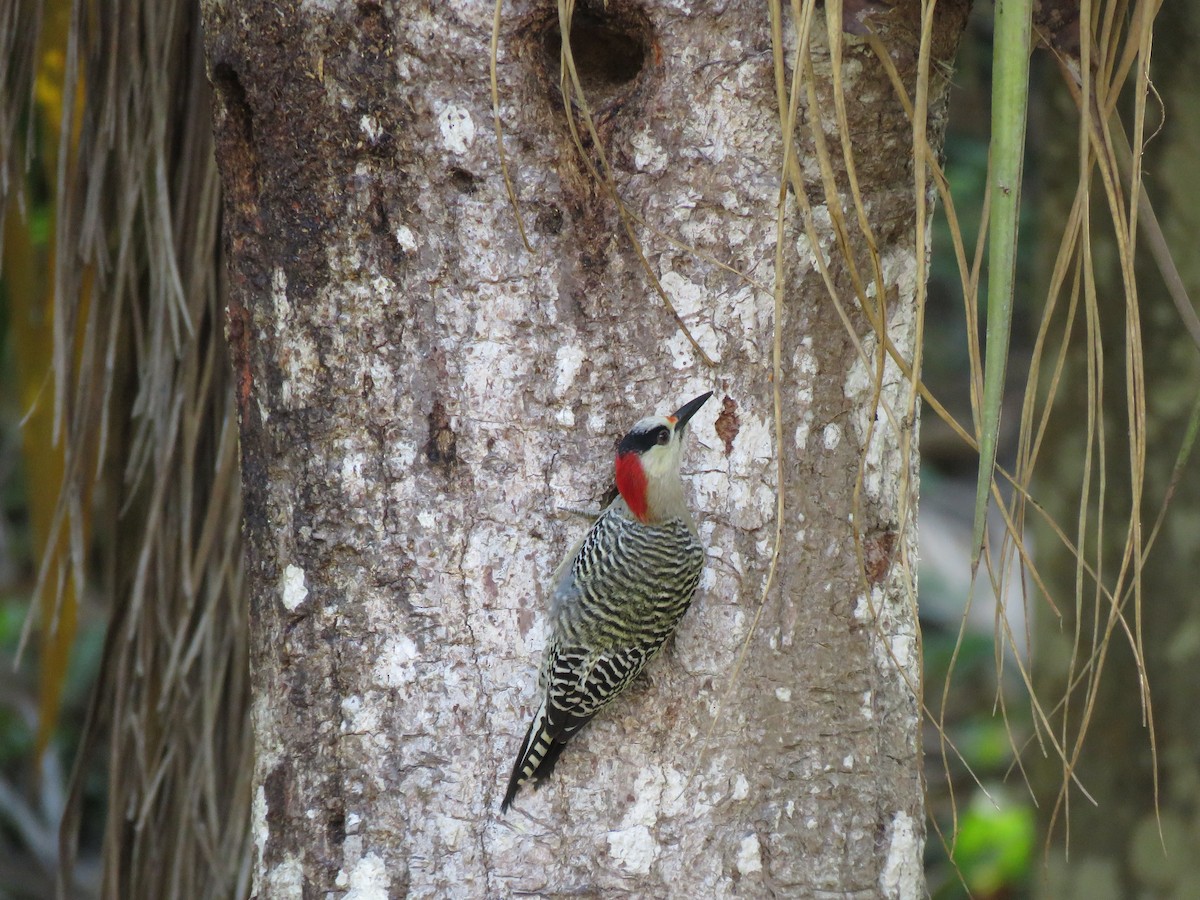 West Indian Woodpecker - ML55259851
