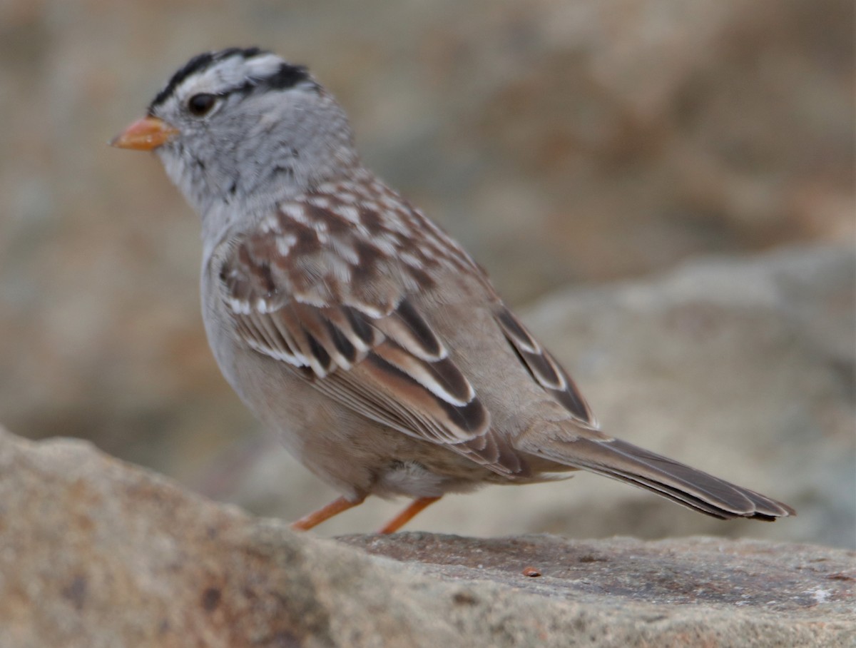White-crowned Sparrow - ML552599781