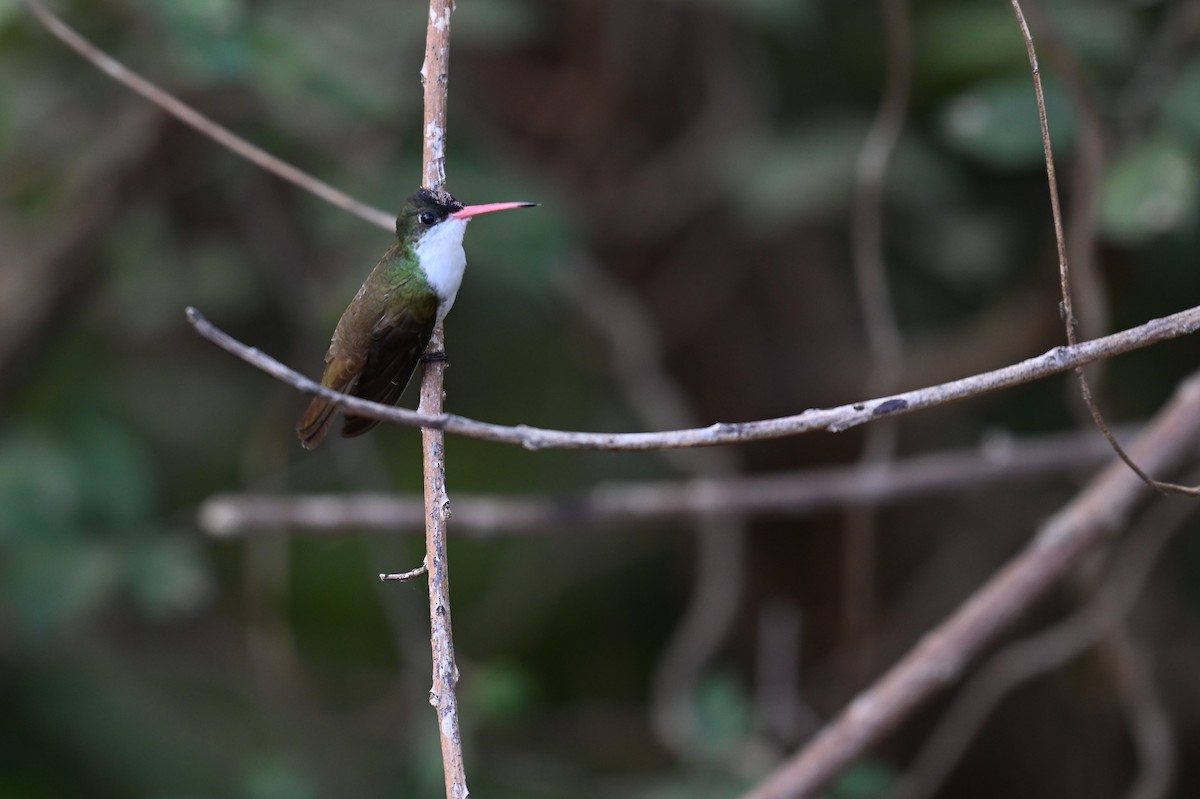 Green-fronted Hummingbird - ML552605131