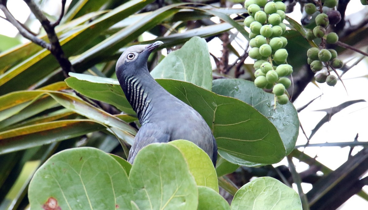 White-crowned Pigeon - ML552605321