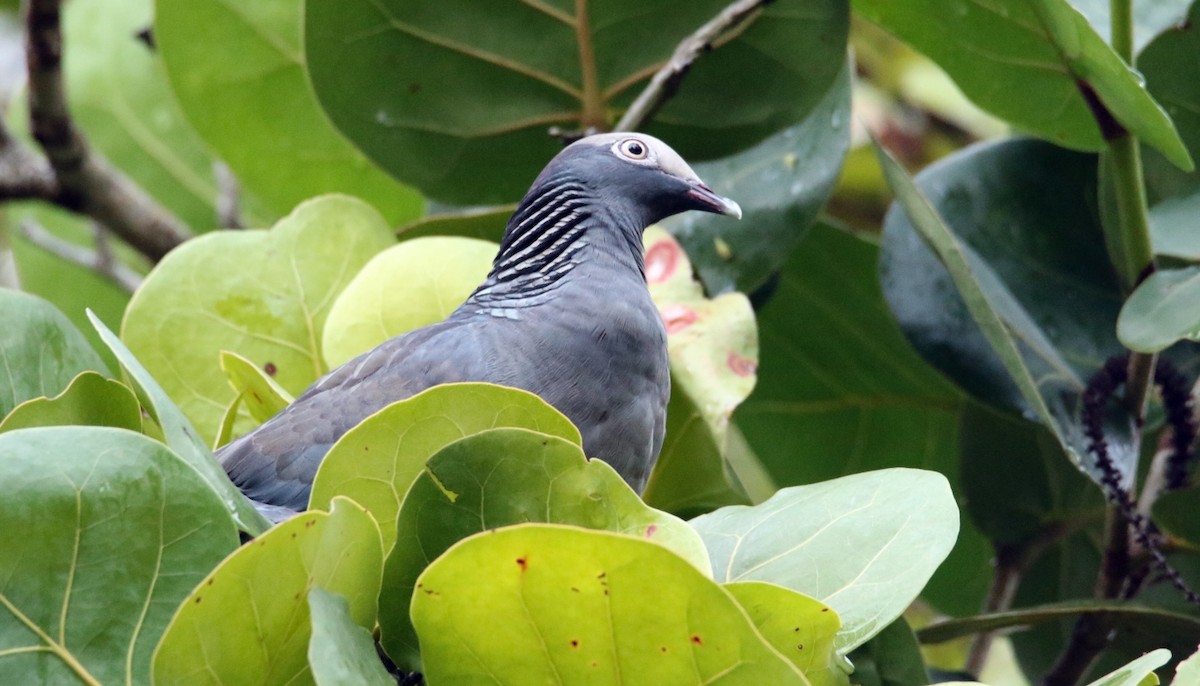 White-crowned Pigeon - ML552605331