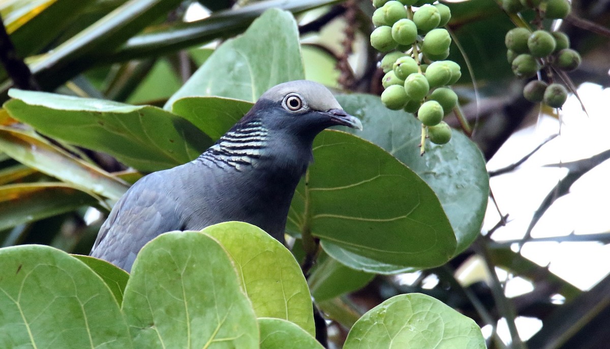 White-crowned Pigeon - ML552605341