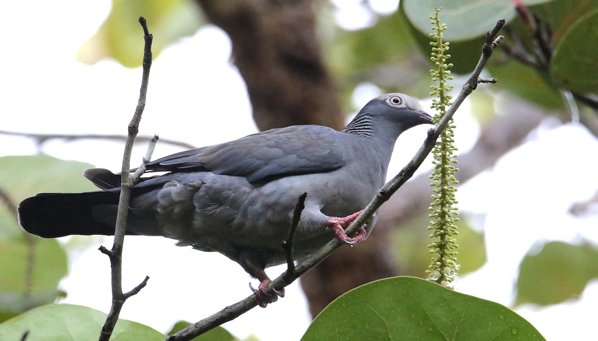 White-crowned Pigeon - ML552605411
