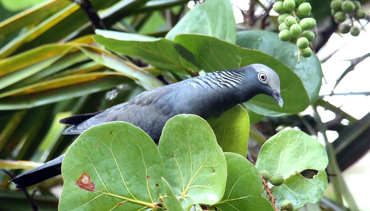 White-crowned Pigeon - ML552605421