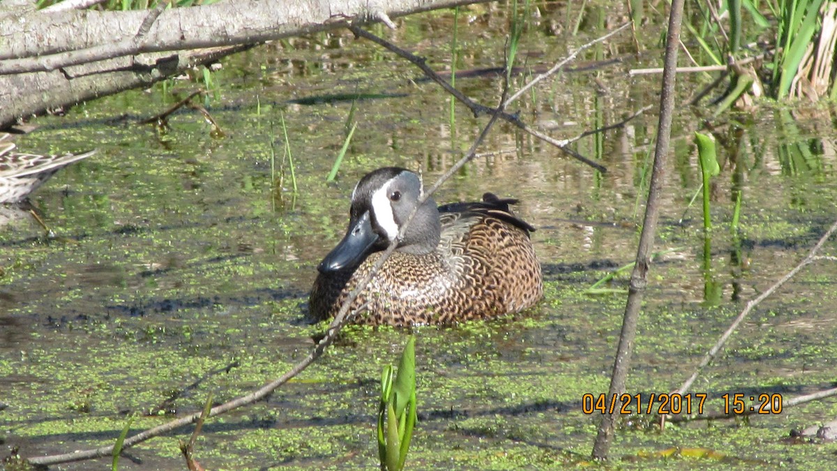 Blue-winged Teal - ML55260731