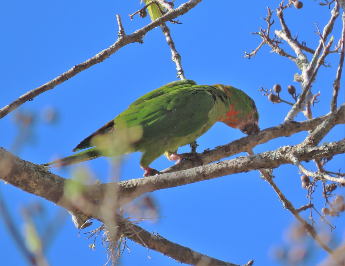 Green Parakeet (Red-throated) - ML552610171
