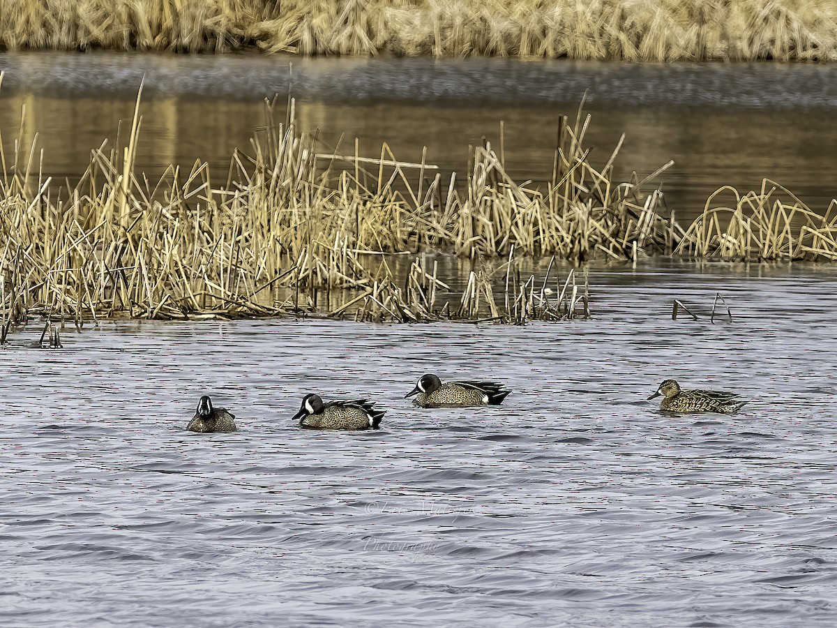 Blue-winged Teal - ML552610571