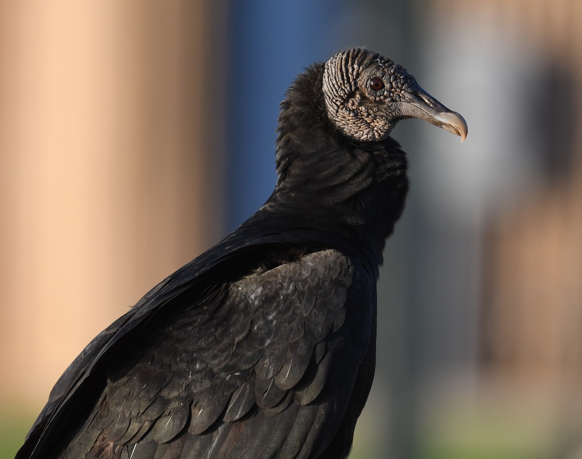 Black Vulture - ML552611841