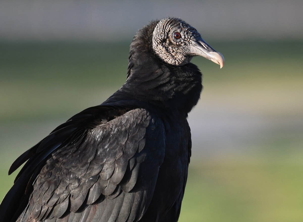 Black Vulture - ML552611871