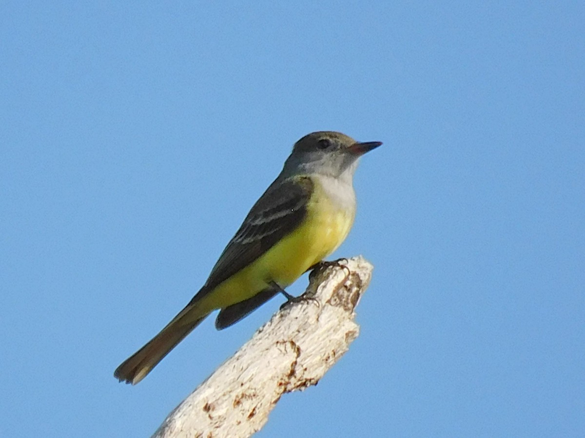 Great Crested Flycatcher - ML552613191