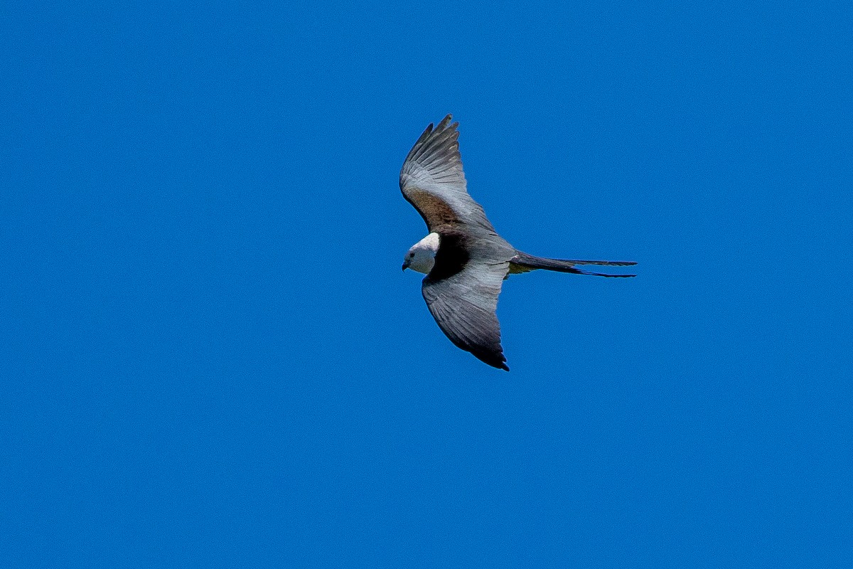 Swallow-tailed Kite - ML552614341