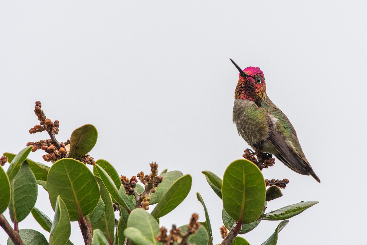 Anna's Hummingbird at Tecolote Canyon Natural Park by Randy Walker